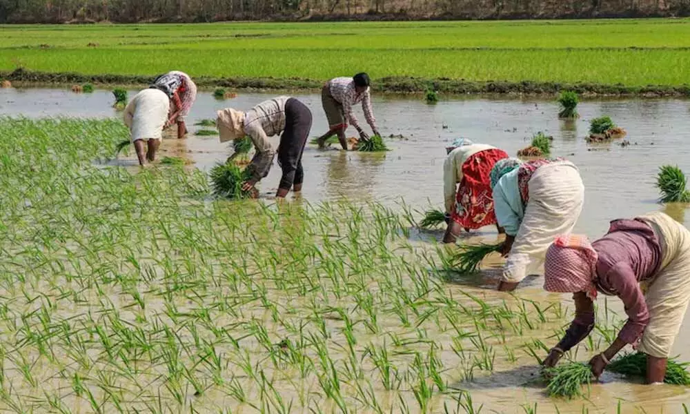 Government likely to release water for paddy cultivation