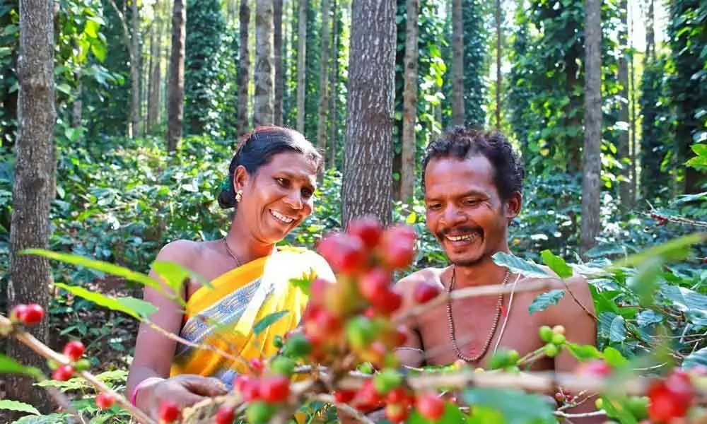 Tribal farmers cultivating coffee in Araku Valley