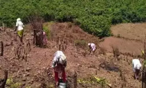ROFR pattas to be distributed to tribals on October 2, says CM YS Jagan