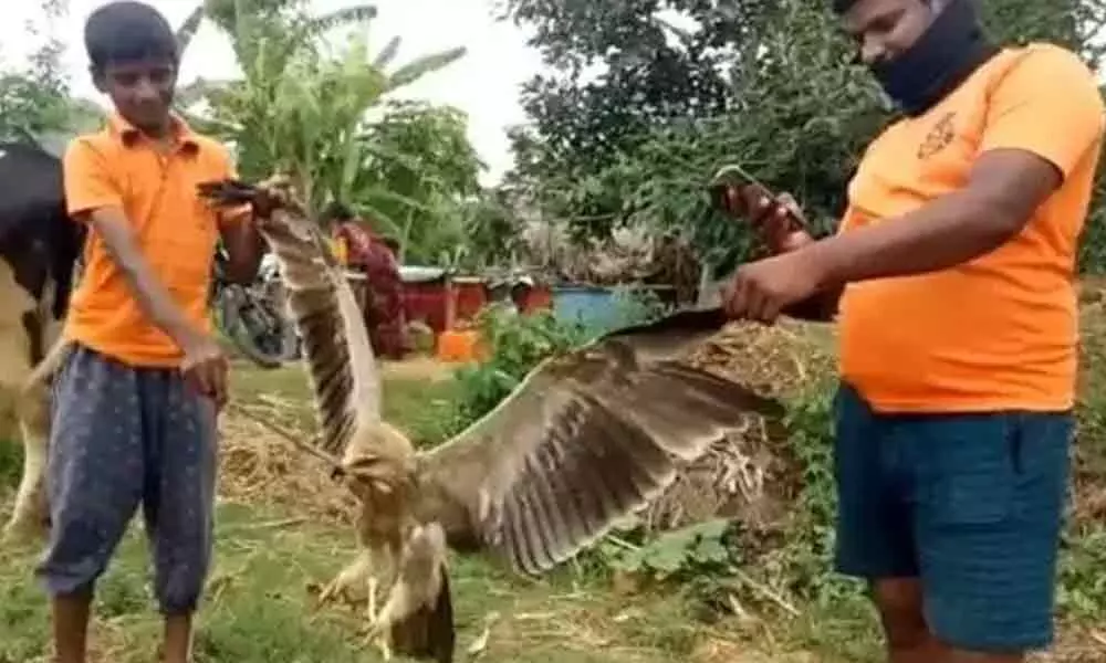 garuda eagle bird