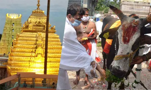 Temple EO K S Rama Rao taking part in Go Puja (cow worship) at Srisailam temple on Tuesday