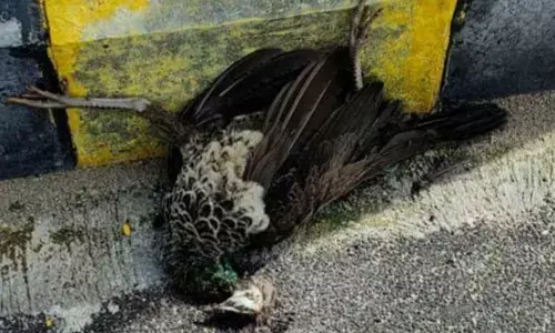 Peacock dead on Parigi road in Shadnagar