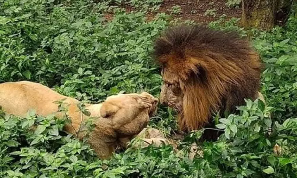 Bengaluru Zoo to gift lions to safari