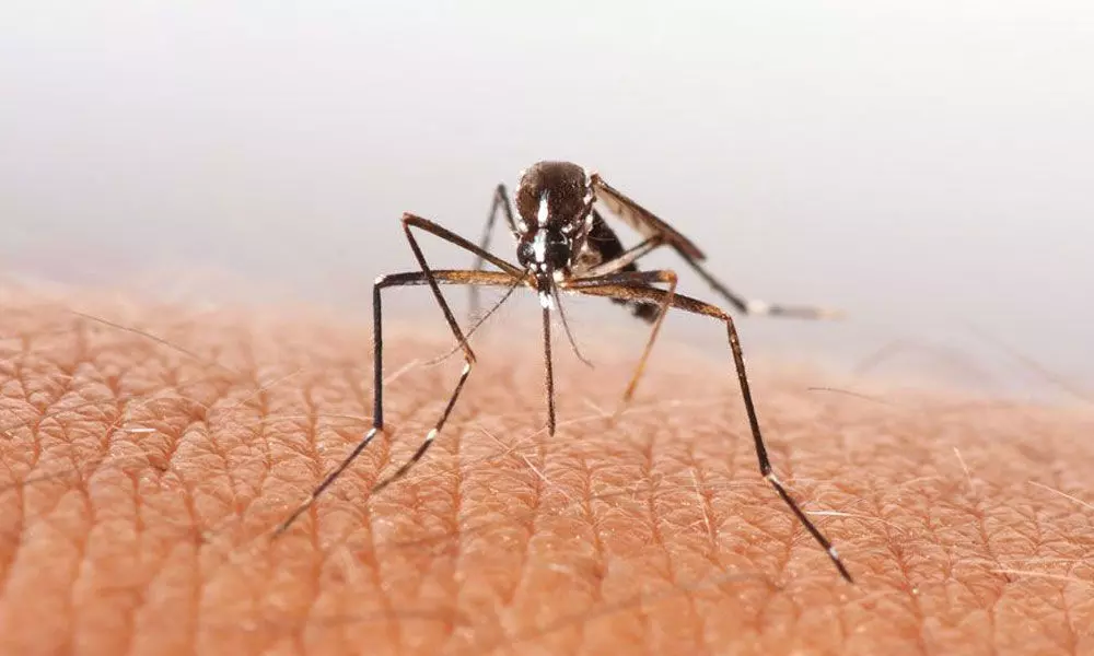 10 Dengue, 200 Malaria cases reported in Bhadradri district