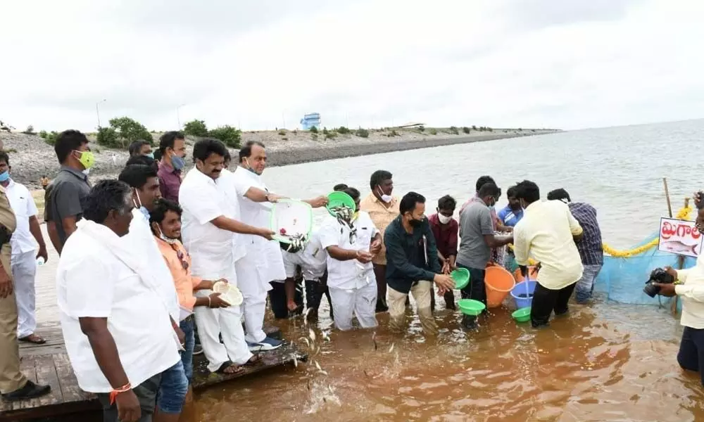 Ministers T Srinivas Yadav and A Indrakaran Reddy releasing fish seedlings in Sriram Sagar Project (SRSP) in Nirmal district on Tuesday