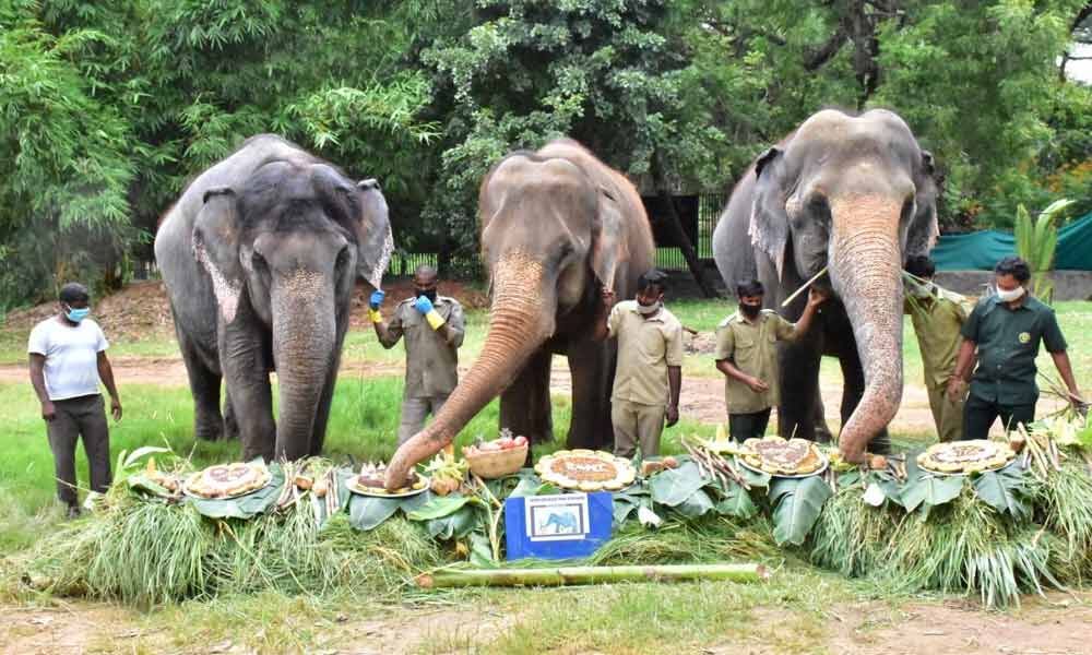 Hyderabad: Jumbo party thrown on world Elephant Day 2020