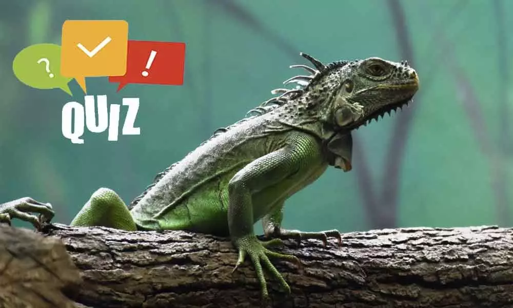 Online quiz on Lizard Day 2020