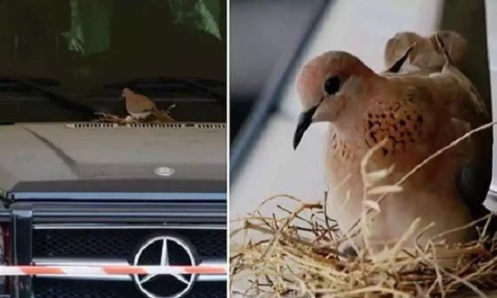 A ‘Mercedes nest,’ thanks to Dubai Crown Prince