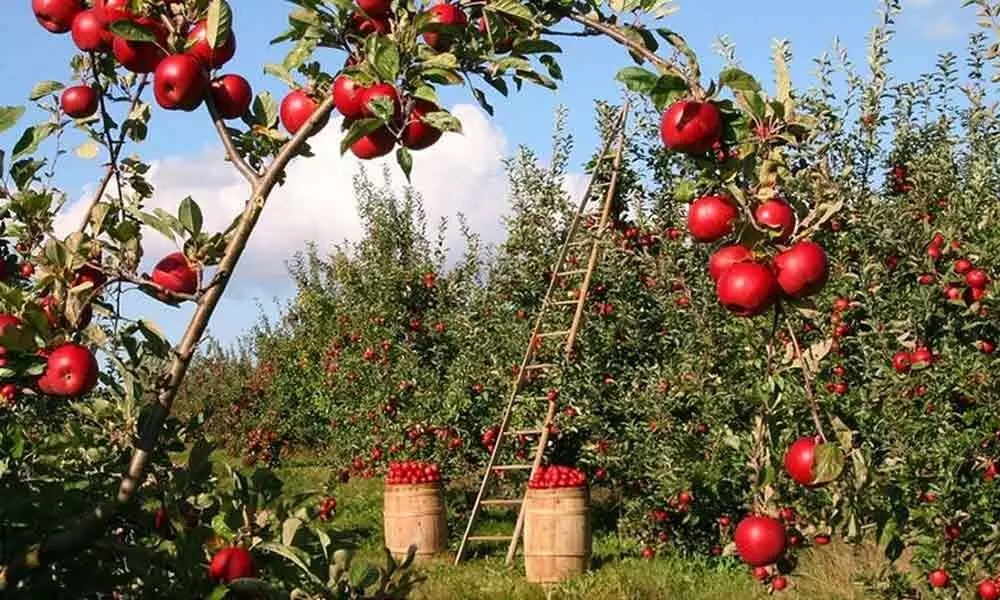 Islamabad gets first public fruit garden