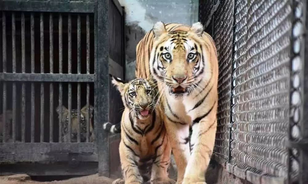 Nehru Zoological park