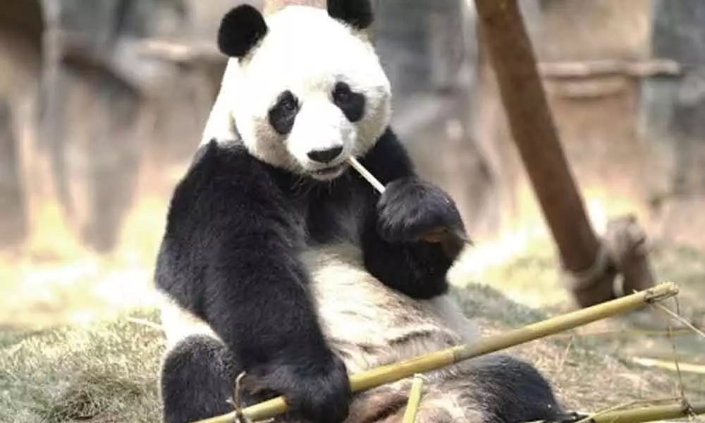 Worlds oldest captive giant panda