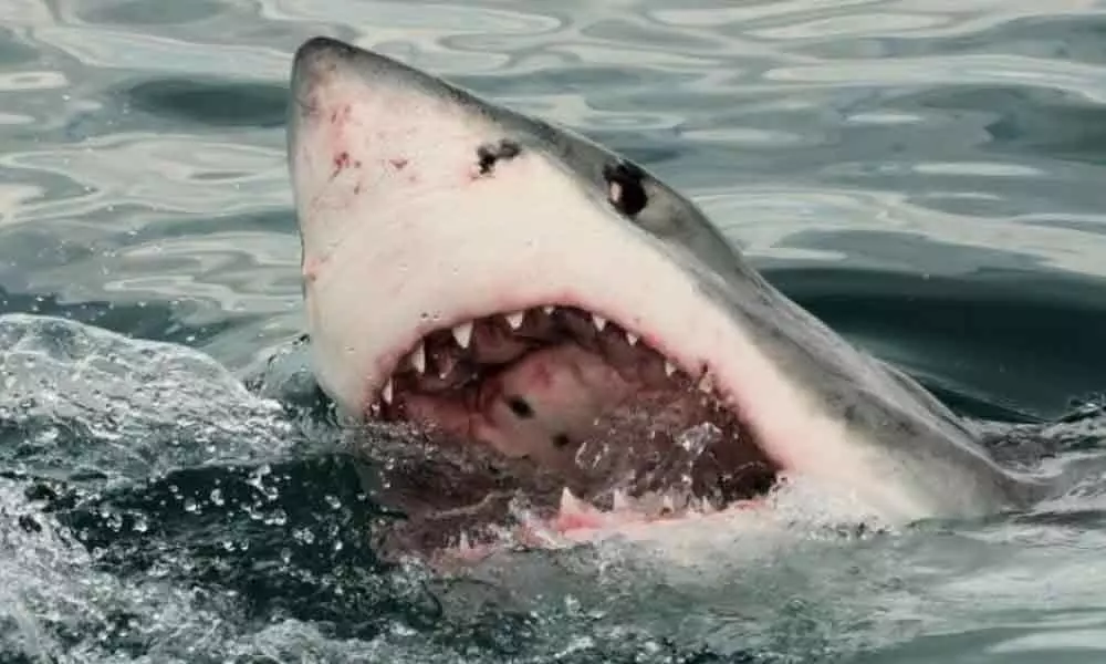 Australian man repeatedly punches shark