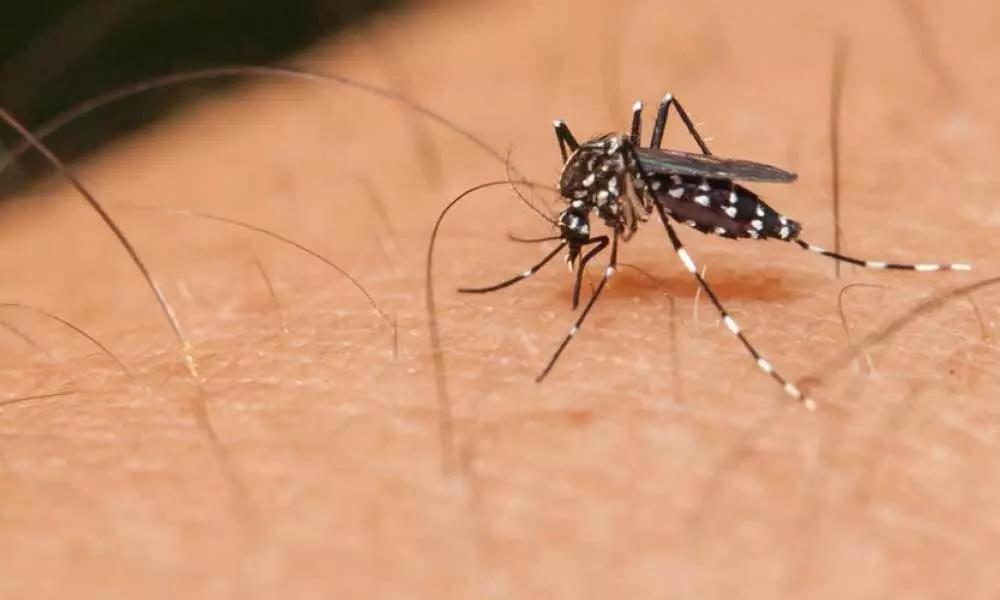 Tips to prevent mosquito-borne disease