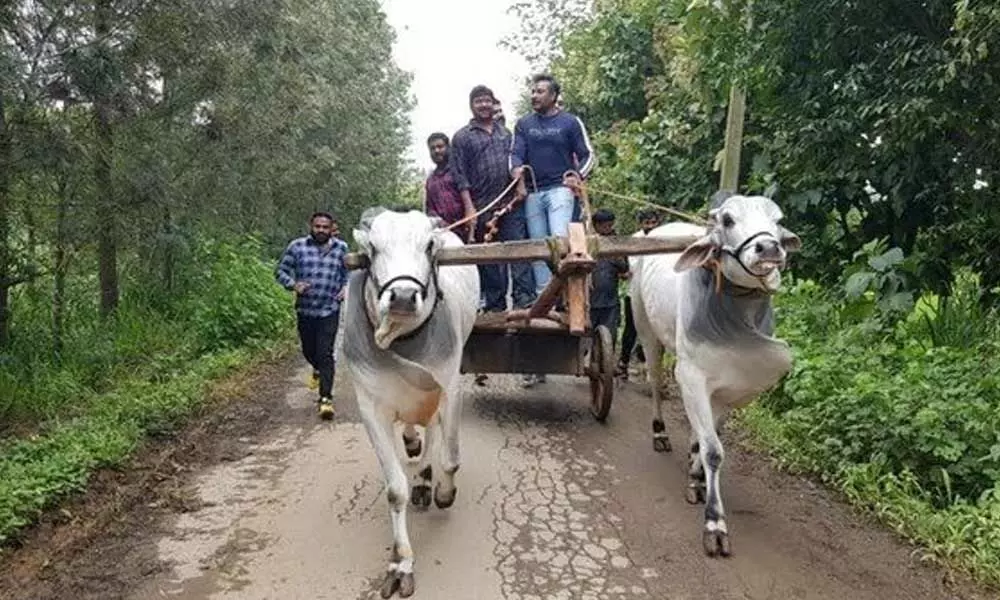 Challenging Star Darshan Riding Bullock Cart