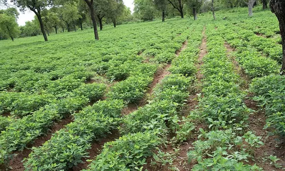 Groundnut, paddy farmers hope for bumper yield