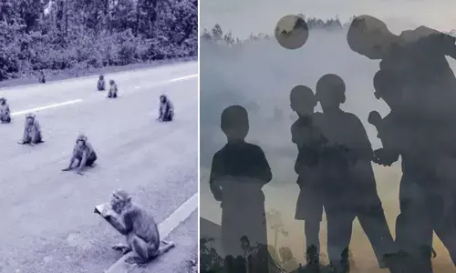 Animals Social Distancing