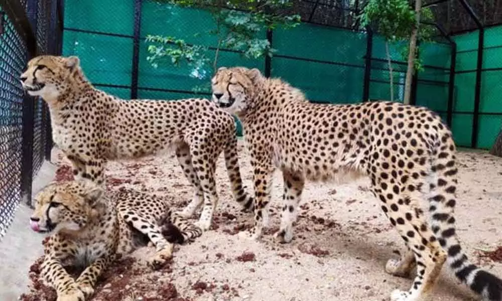 Mysuru zoo gets 3 cheetahs from South Africa