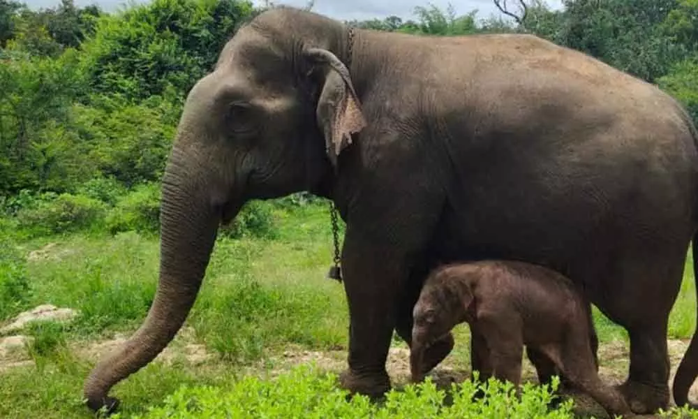 Hey baby! New elephant adds to Bannerghatta