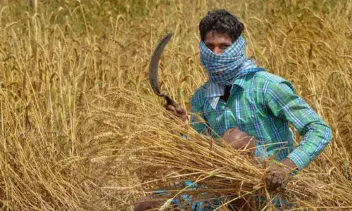 Vidya Volunteers district president Bandi Narsing working as farm labourer in Adilabad