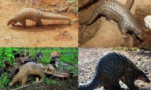 Pangolin trading racket busted in Chikkamagaluru