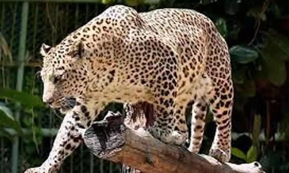 Leopard