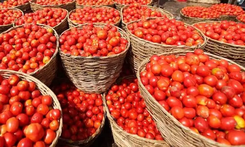 Dwindling tomato prices cause worry to growers in Chittoor district