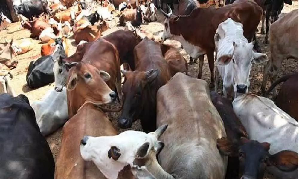 No decision on cow slaughter ban