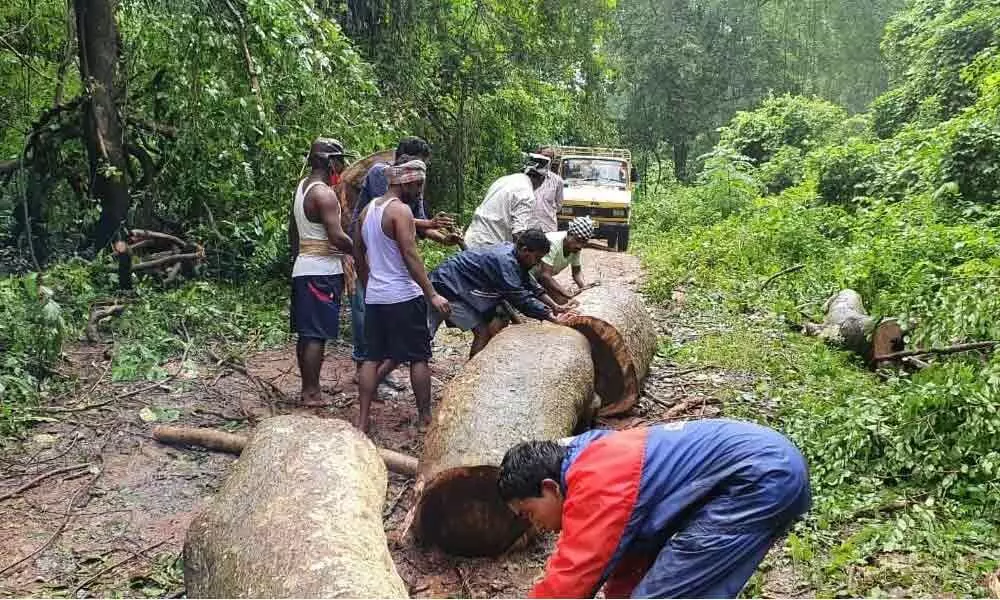 Workers cutting trees that crahsed onto the road to remove them in the agency area of East Godavari district on Thursday