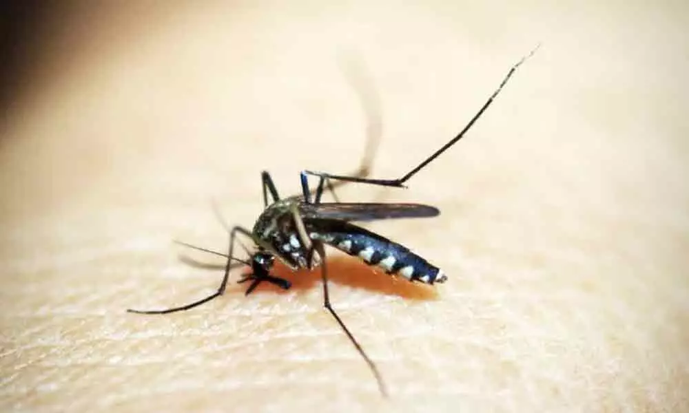 Spain reports 1st West Nile virus death in 2020
