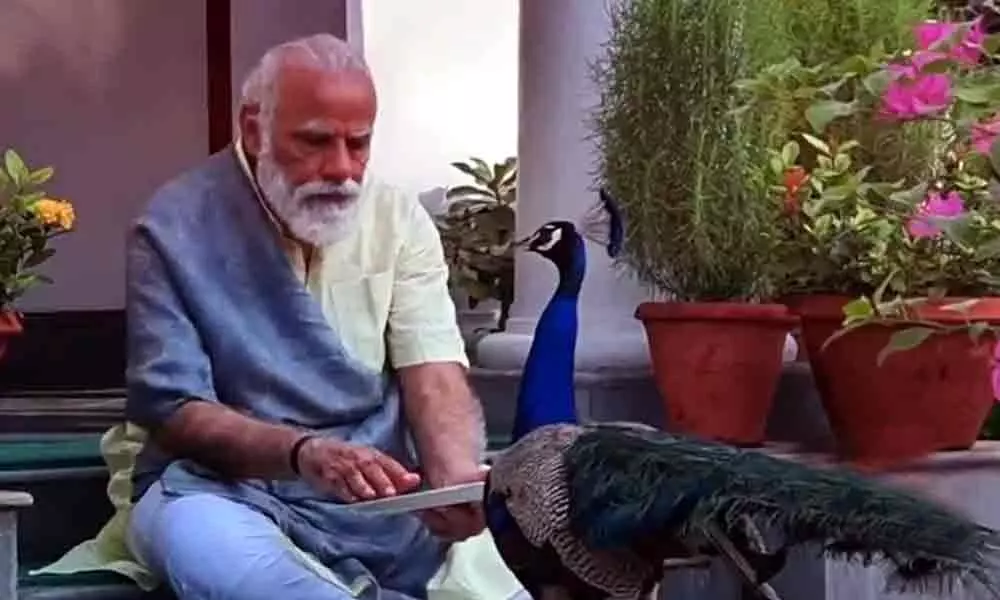 Modis video with peacock will give you ultimate Sunday vibes