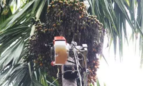 IISC drones to spray fungicide on arecanut trees