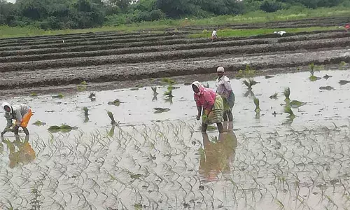 Labourers sowing ‘Kurnool Sona’ saplings in Kurnool on Wednesday