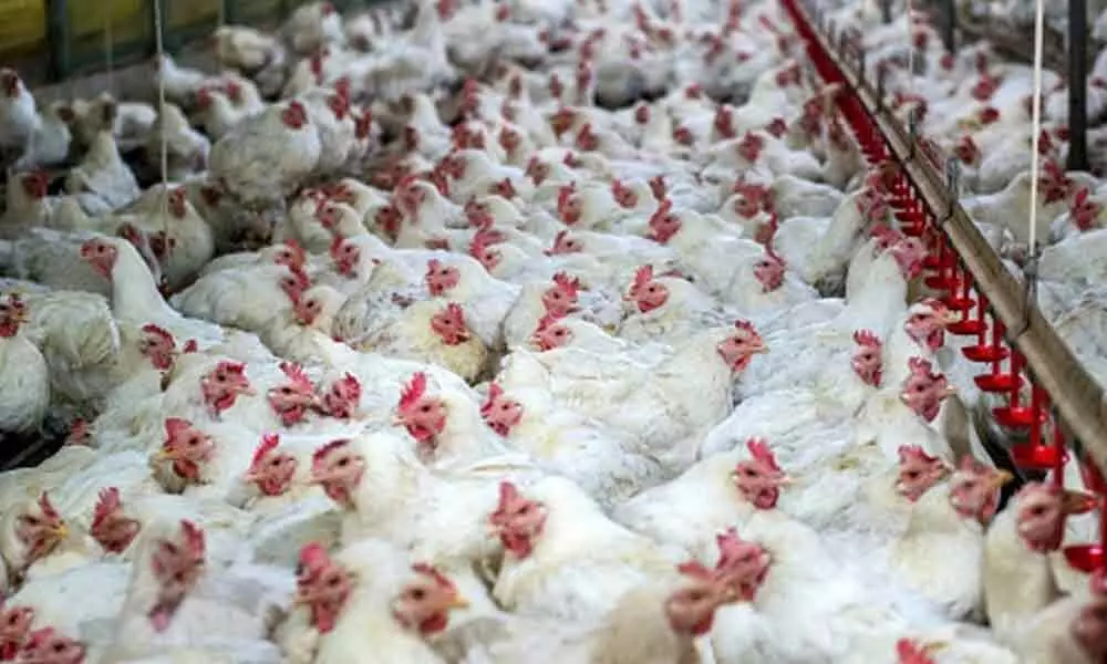 Hong Kong suspends import of poultry products