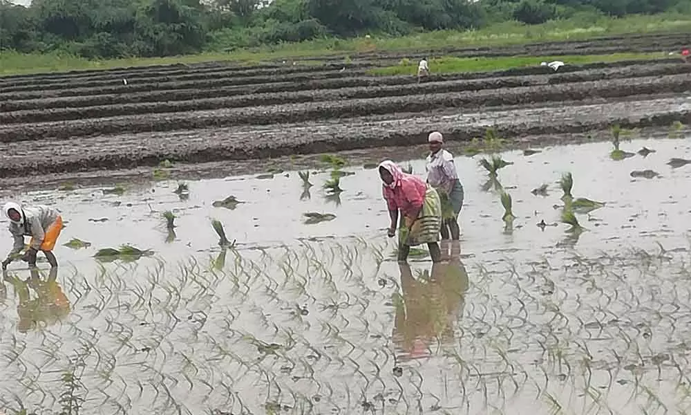 Labourers sowing ‘Kurnool Sona’ saplings in Kurnool on Wednesday