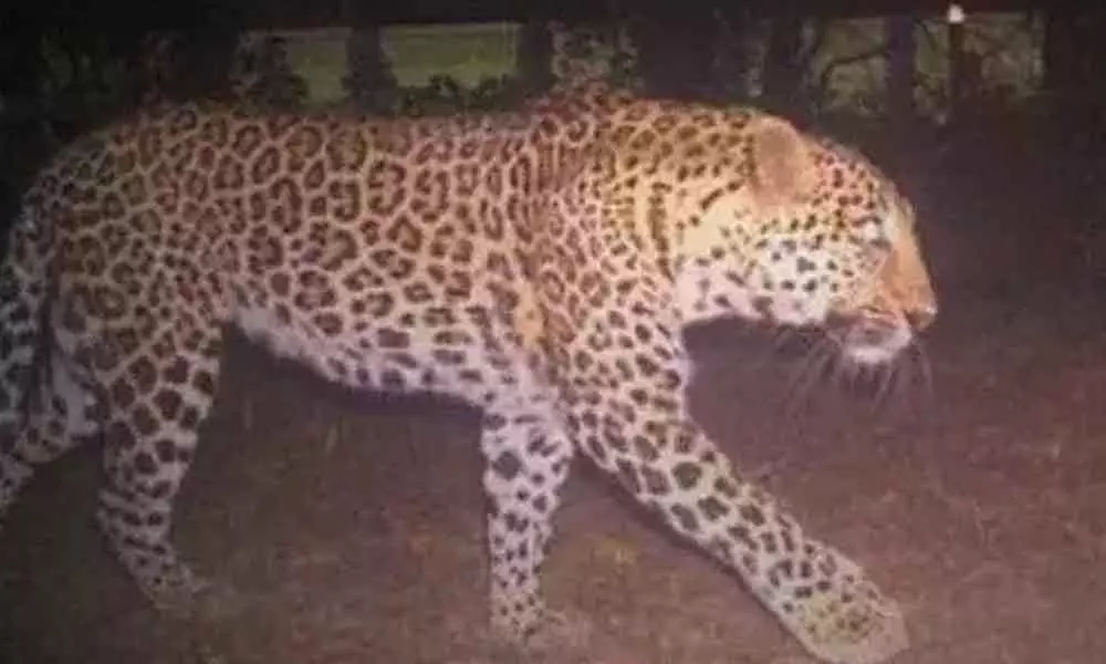 Cheetah spotted again in Rajendranagar