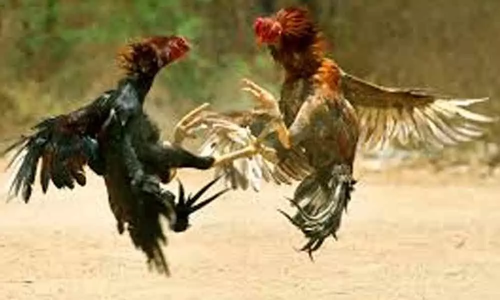 Cockfights ( Representational Pic)