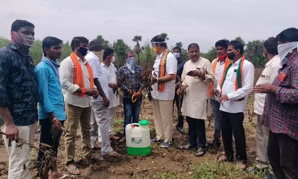 BJP leader and former MLC Dr Ponguleti Sudhakar Reddy inspecting crop damage at Burgumpahad village on Thursday