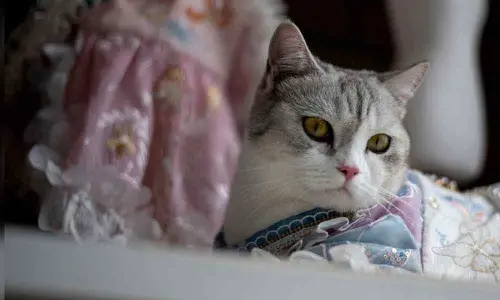 Antiviral drug used to treat cats