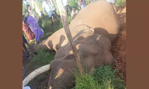 A tusker was electrocuted at a farm adjoining Mugguru range, Cauvery Wildlife Sanctuary in the wee hours of August 28.