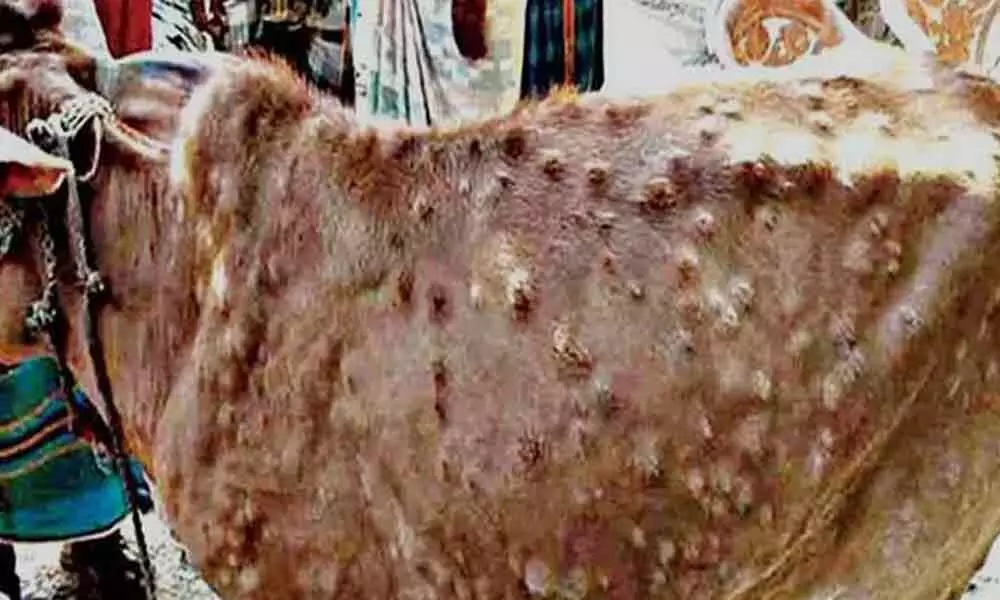Assam tackles cattle disease amid Coronavirus