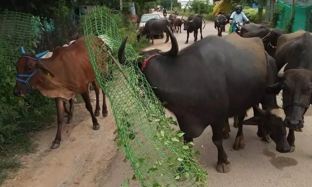 A buffalo dragging tree guard and plant that was entangled with its horns in Jukkal
