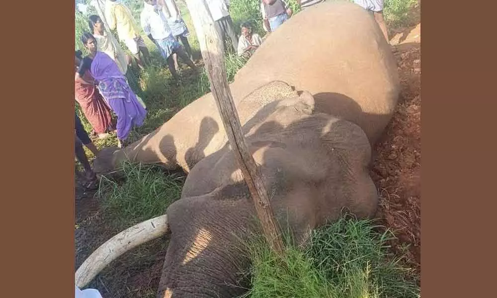 A tusker was electrocuted at a farm adjoining Mugguru range, Cauvery Wildlife Sanctuary in the wee hours of August 28.