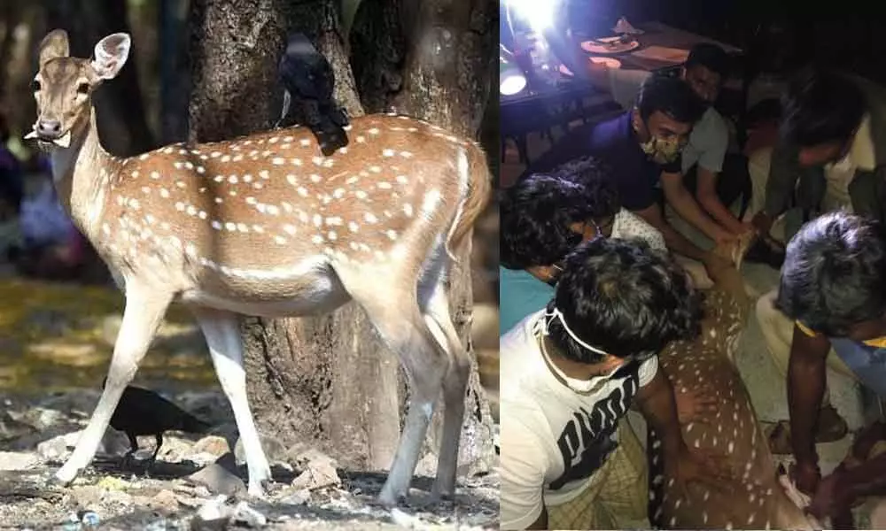 Forest department rescues deer stag from feral dogs