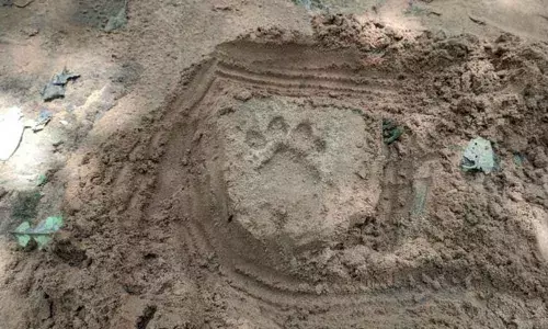 Tigress on prowl keeps locals on edge in Bhupalpally