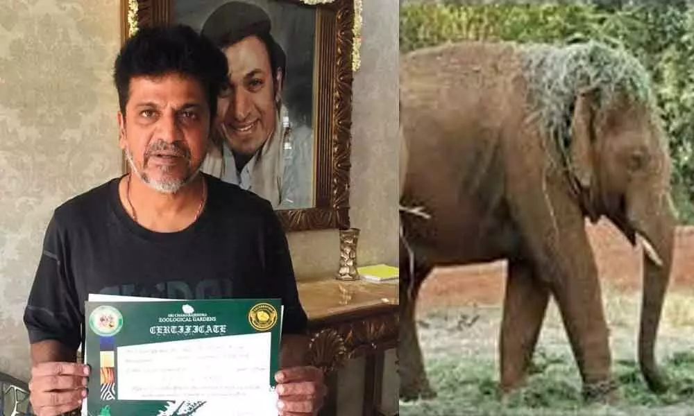 Shivanna adopted an elephant