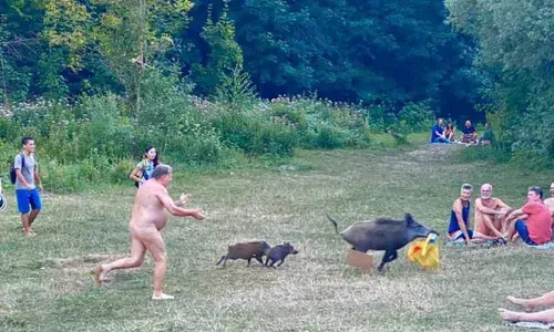 Naked man runs after boar who snatched his laptop bag