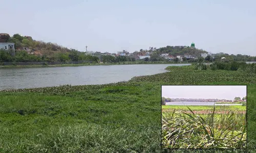 Due to its invasive potential on surrounding eco-systems, hyacinth is often termed world’s worst aquatic weed. Its infestation hurts aquatic biodiversity,causes siltation, actsas breeding ground for mosquitoes. Despite its importance, sadly, the tank is not yet on the list of water bodies taken up for clearing of the weed