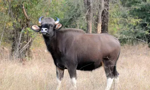 Flora & fauna thrive in Papikonda National Park