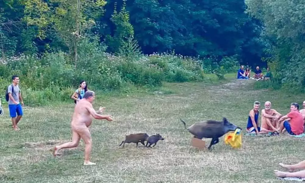 Naked man runs after boar who snatched his laptop bag