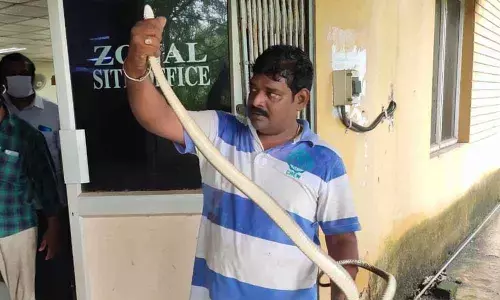 Snake catcher Rokkam Kiran Kumar rescuing a snake at RINL in Visakhapatnam